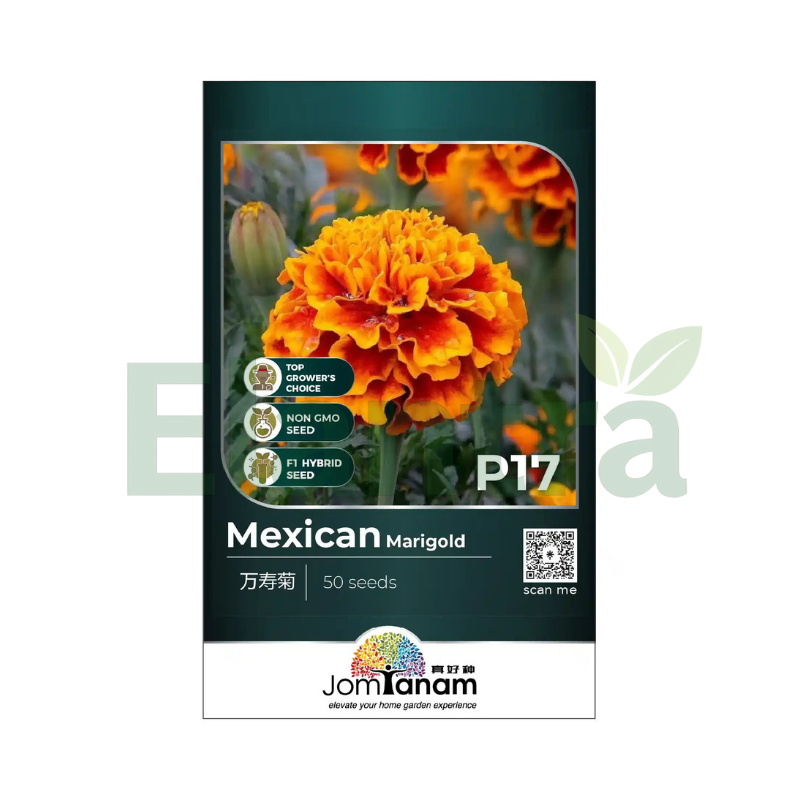 P17 MEXICAN MARIGOLD